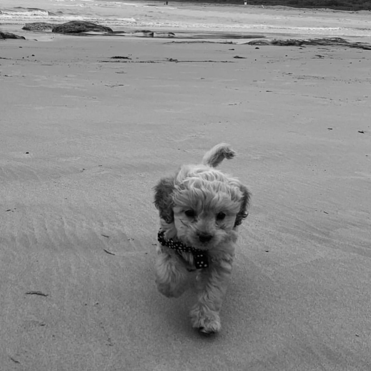 Cavoodle puppies, the beach & their coat!
