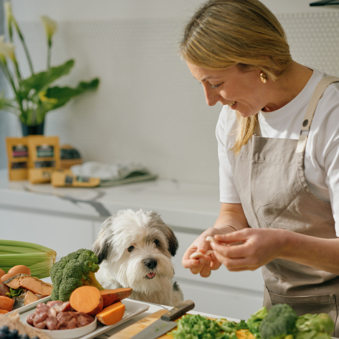 Feeding Fussy Cavoodles: Why Freshly Cooked Food Is a Better Alternative