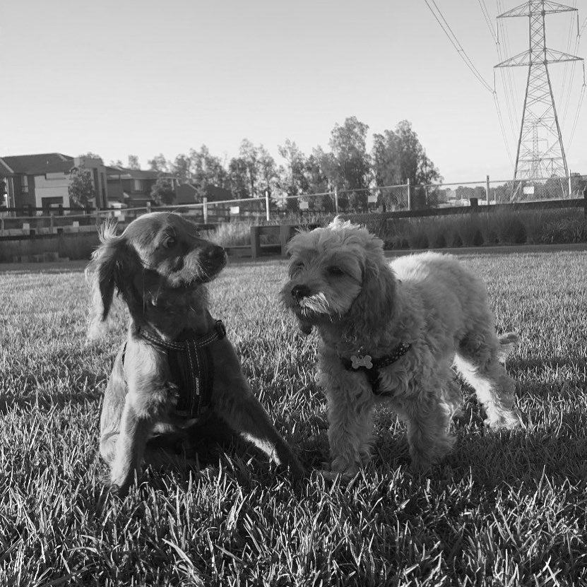 Cavoodles & the dog park