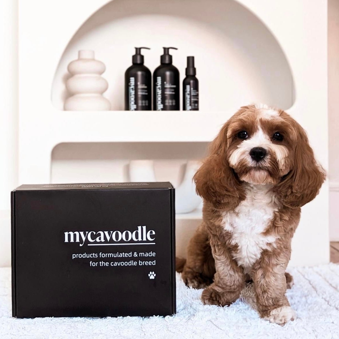 How Often Should I Wash My Cavoodle?