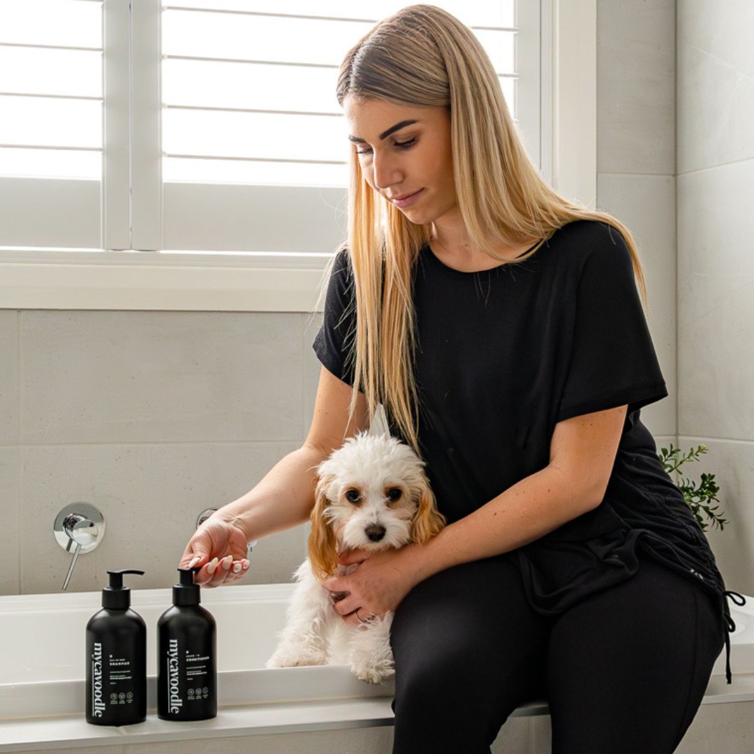 Are Cavoodle Puppies High Maintenance?