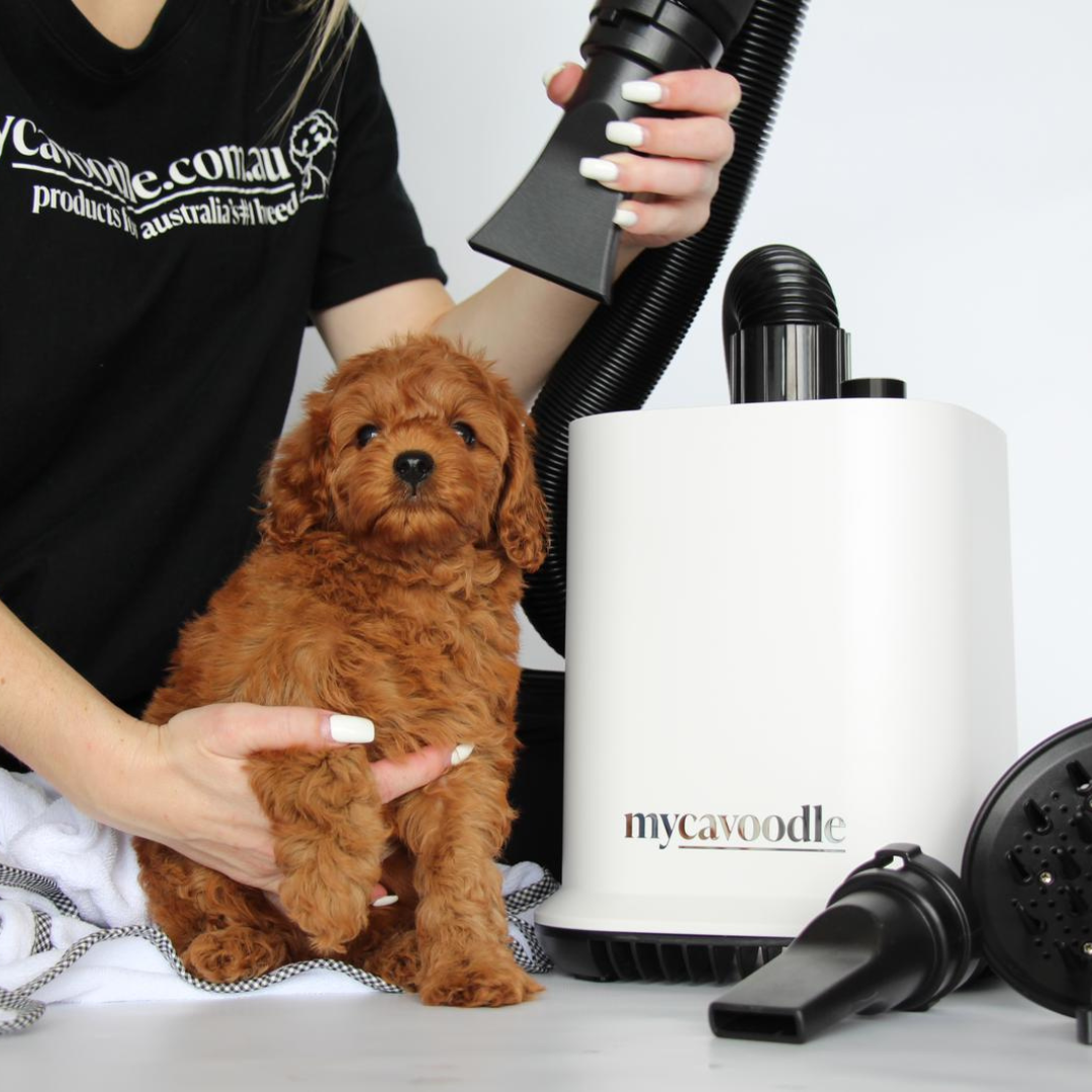 Why You Shouldn’t Let Your Cavoodle Air Dry After a Bath