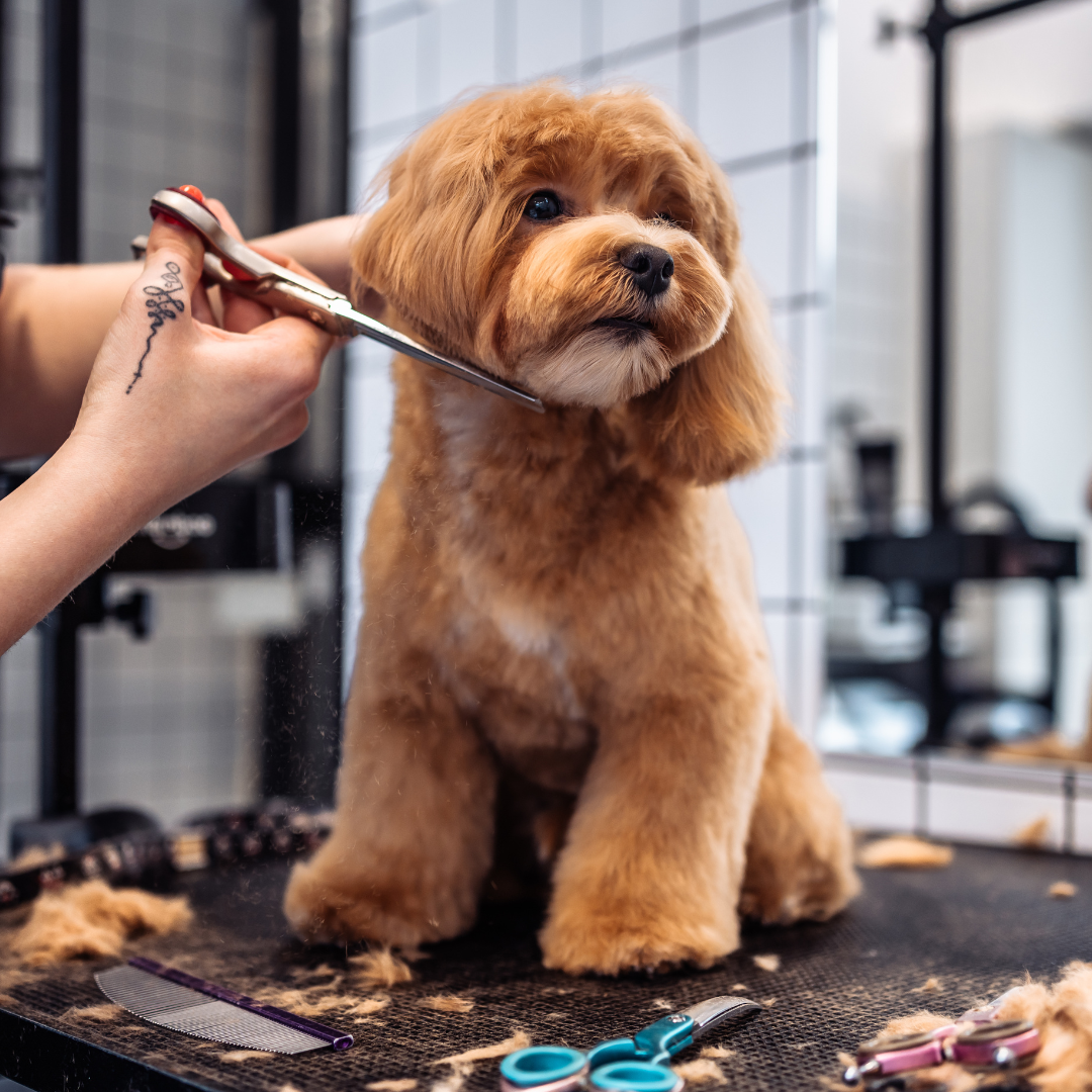 What Cavoodle Haircut Do I Ask My Groomer For?