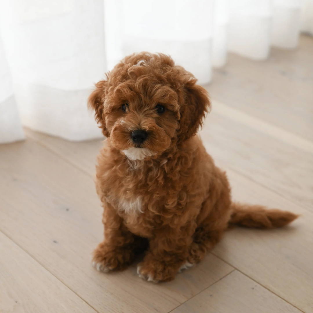 Cavoodle & Theodore: How Are They Different And Will They Become a Purebred?