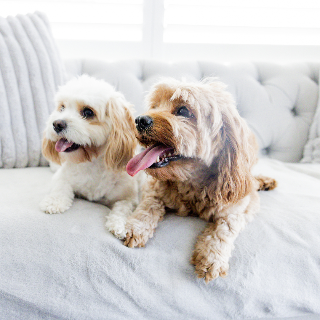 How Much Does a Cavoodle Cost?