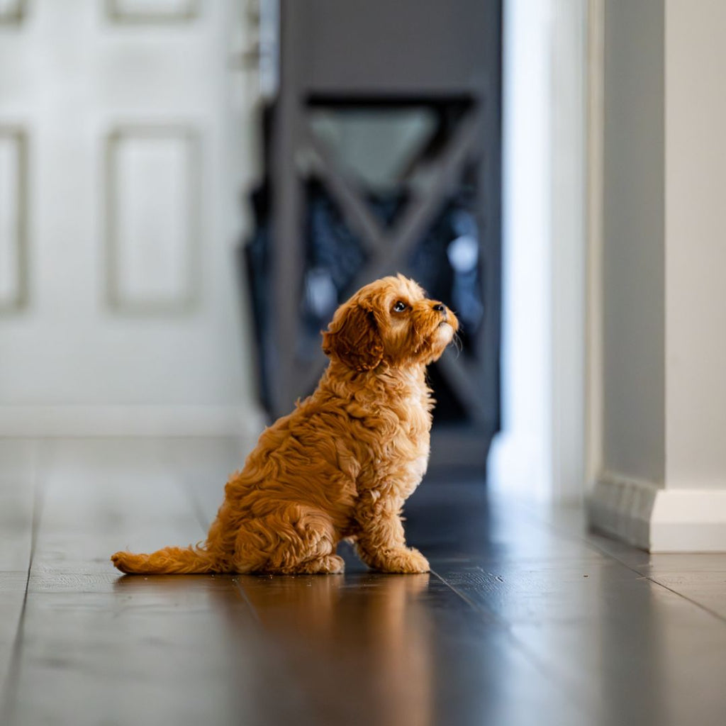 How To Raise A Well Behaved Cavoodle Puppy? The Secret: Desensitisation and Socialisation