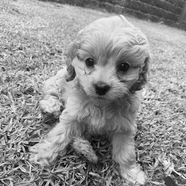 How to best name your cavoodle puppy (Top 10 cavoodle names!)