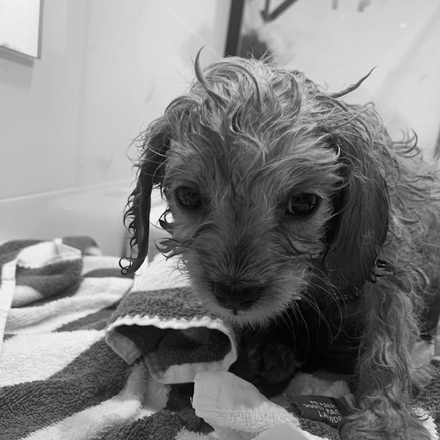 3 Benefits of bathing and grooming your new cavoodle puppy in the first week you bring them home