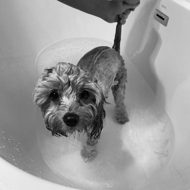 Why you shouldn't wash your cavoodle with human shampoo