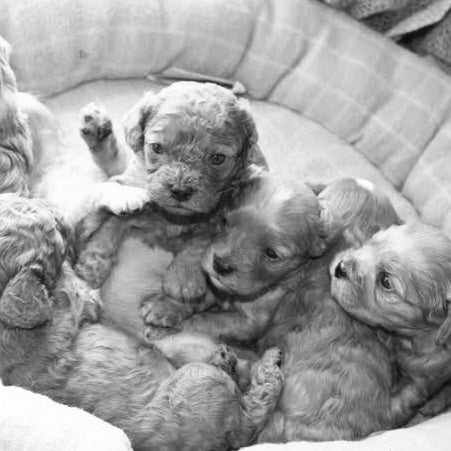 What's the difference between aF1, F1b, F2, F2b and Multigen Cavoodles