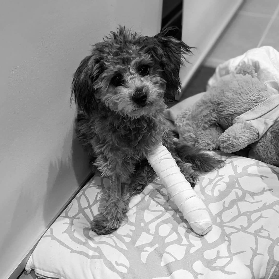 Pet insurance for your cavoodle, is it worth it?