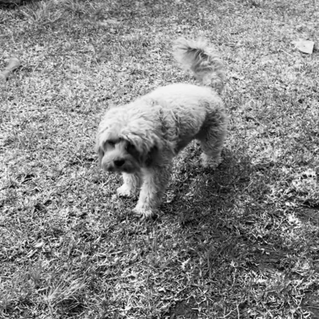 Why is mycavoodle reverse sneezing and how do I stop it?