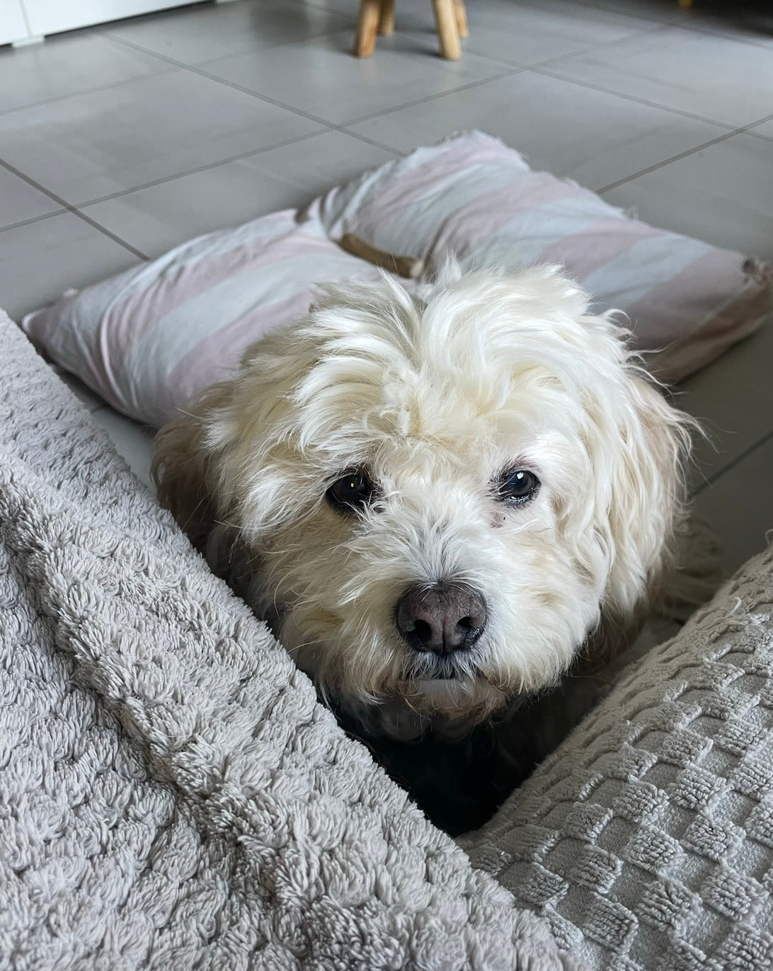 Caring for Your Older Cavoodle: Keeping Their Golden Years Happy and Healthy