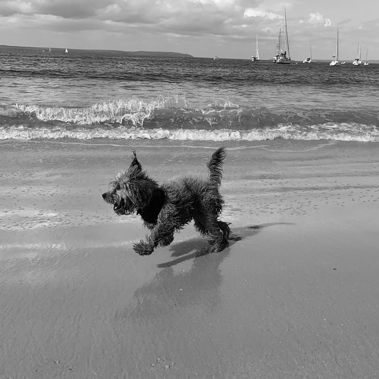 How to teach your cavoodle puppy to love the beach
