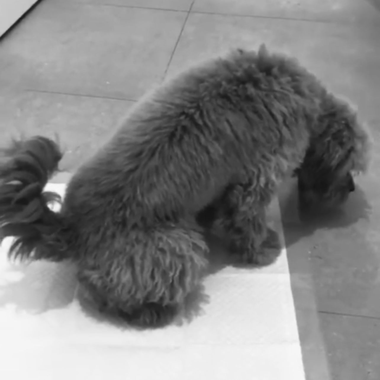 Toilet training your cavoodle puppy in the rain