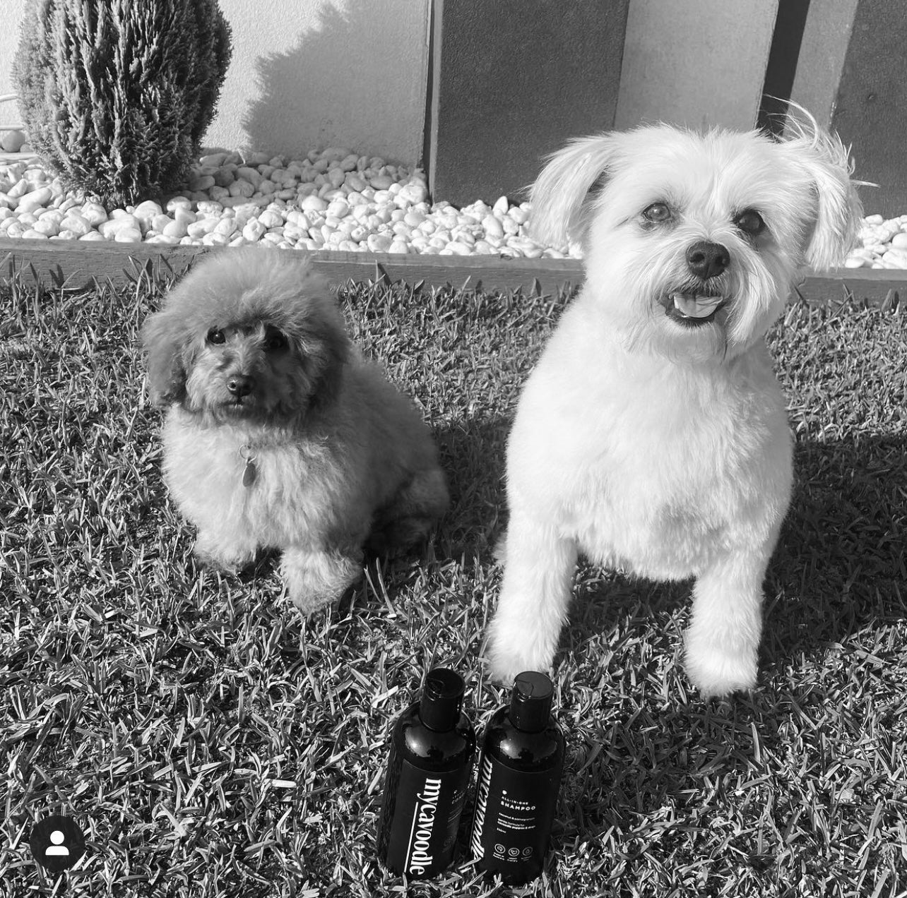 Can you use mycavoodle shampoo and conditioner on other breeds besides from just cavoodles?