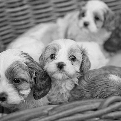 How to avoid cavoodle puppy scams in Australia and find an ethical cavoodle breeder