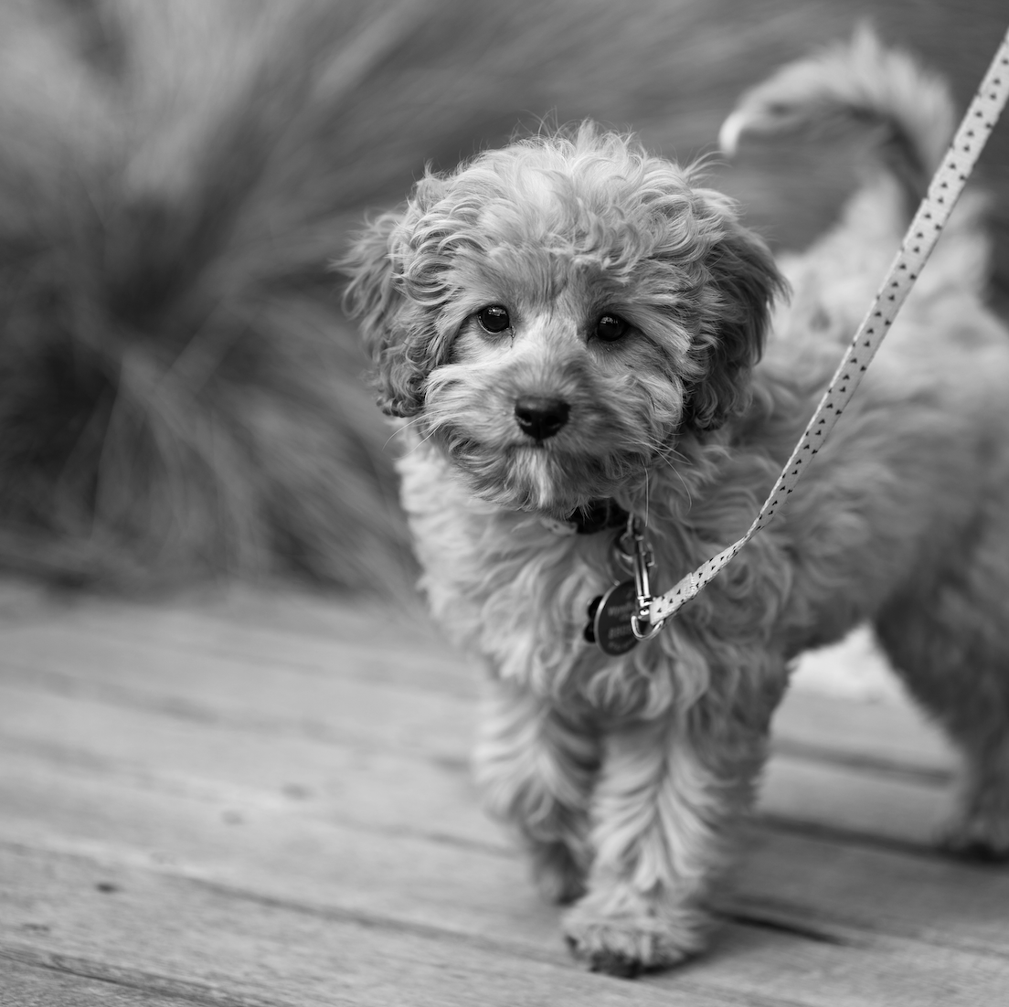 3 main reasons COVID-19 inflated the price of cavoodle puppies in Australia