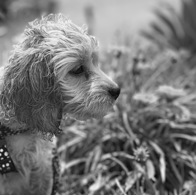 toxic plants for your cavoodle