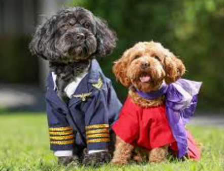 Flying High with Your Cavoodle: How to Prepare for Air Travel
