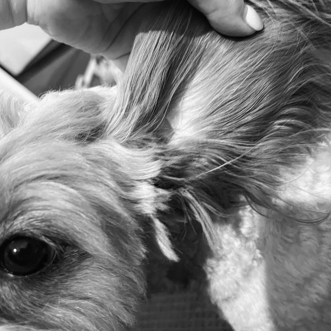 Why do cavoodles suffer from ear infections and how do I prevent them?