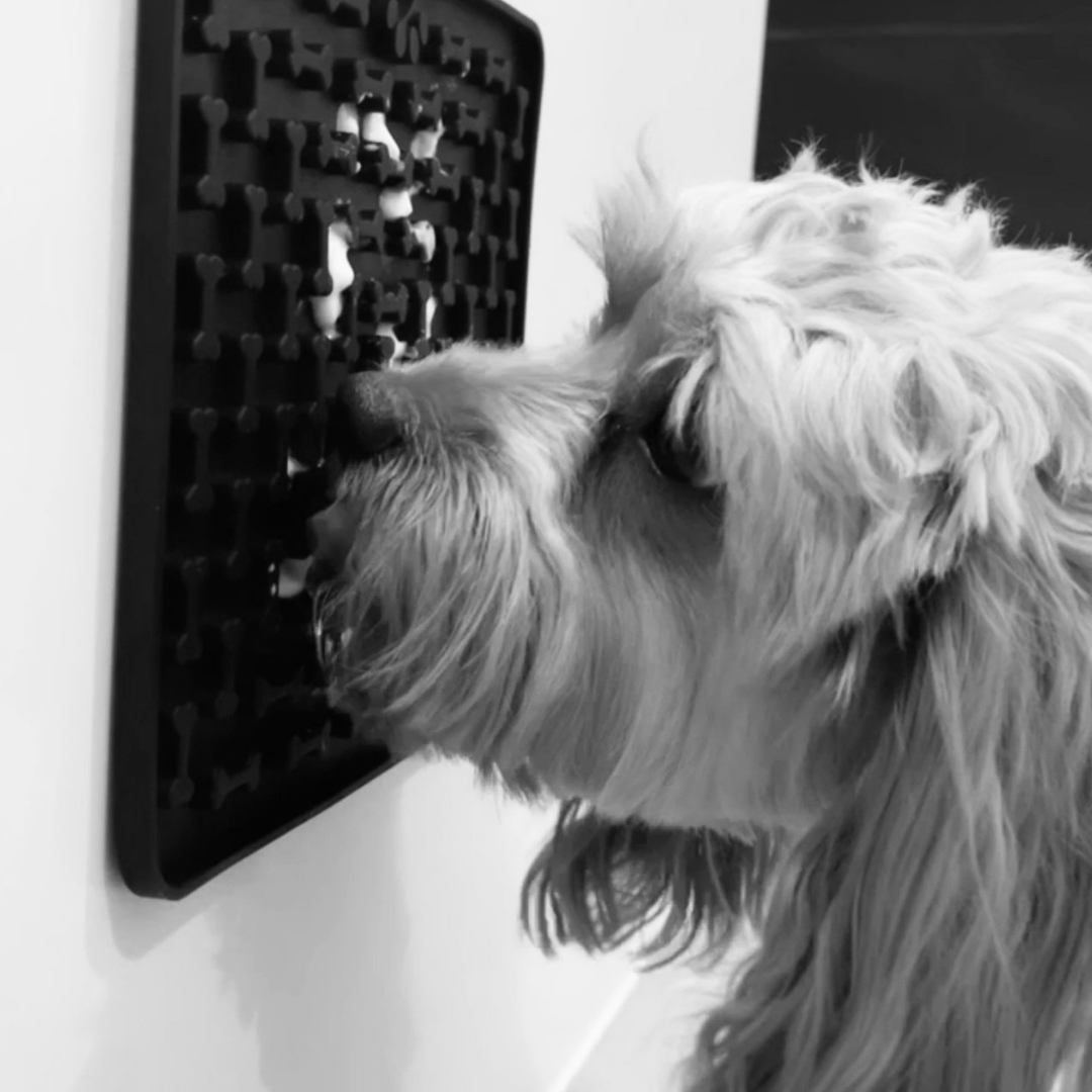 What is mental enrichment and why a lick mat can be a great tool for your cavoodles enrichment?