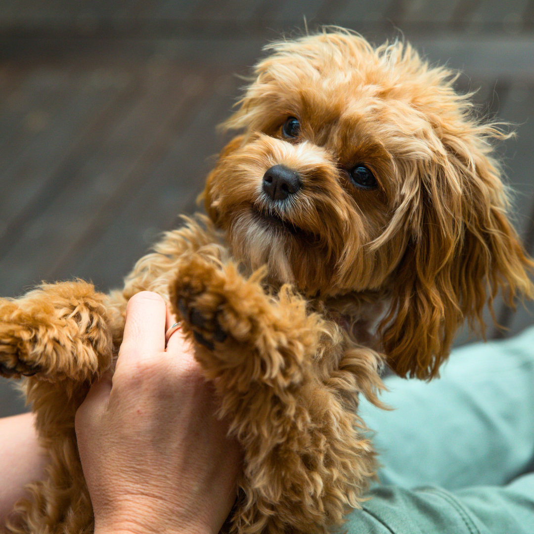 How Can I Stop My Cavoodle Puppy Biting?