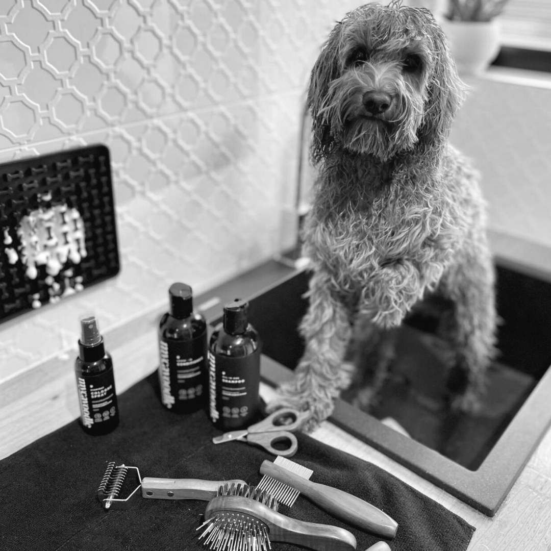 Why is my cavoodle puppy shedding?