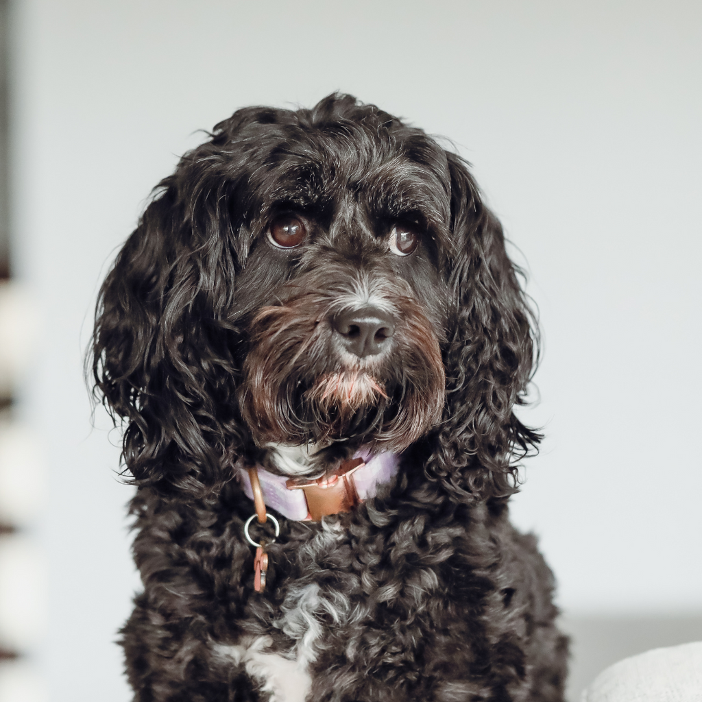 Can Cavoodles Be Left Alone?