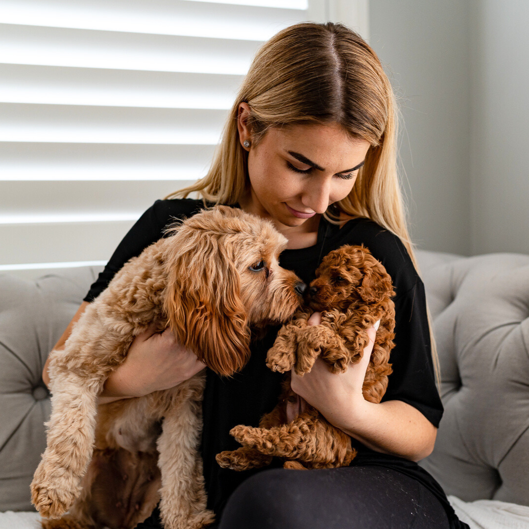 Why is my Cavoodles coat colour fading?