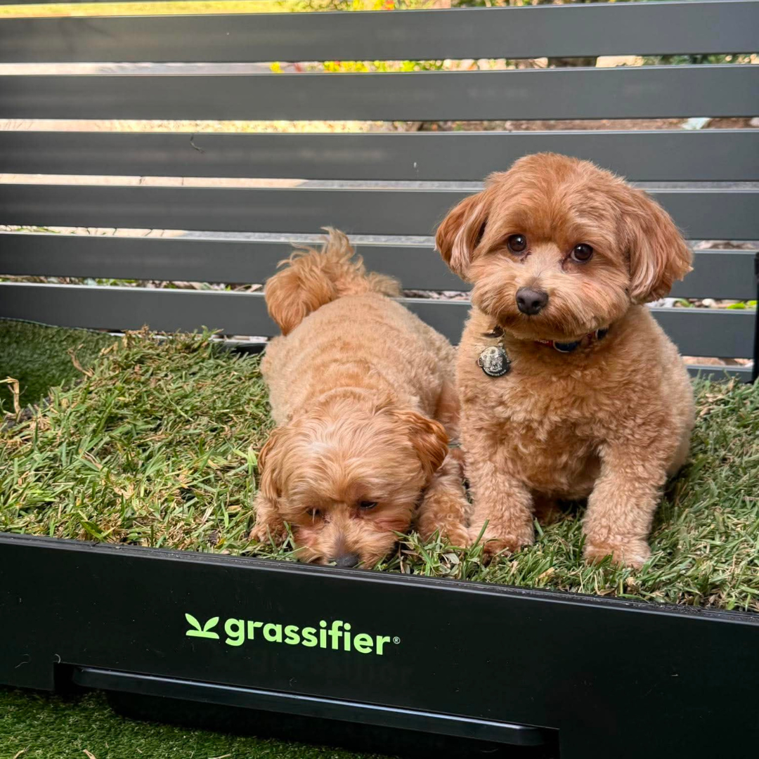 Why Real Grass Dog Toilets Can Make Toilet Training Your Cavoodle Easier