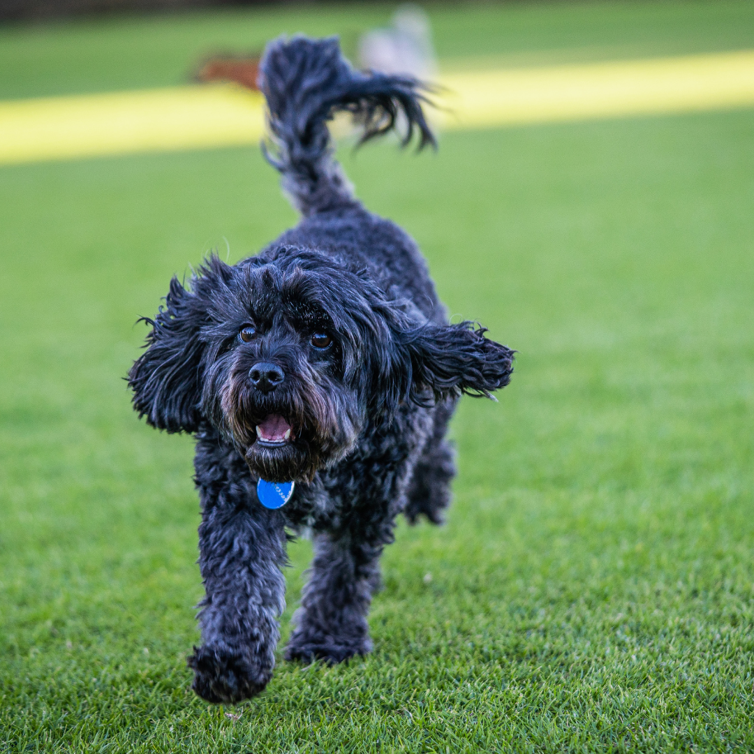 The 5 Biggest Health Issues in Cavoodles (And How to Spot Them Early)