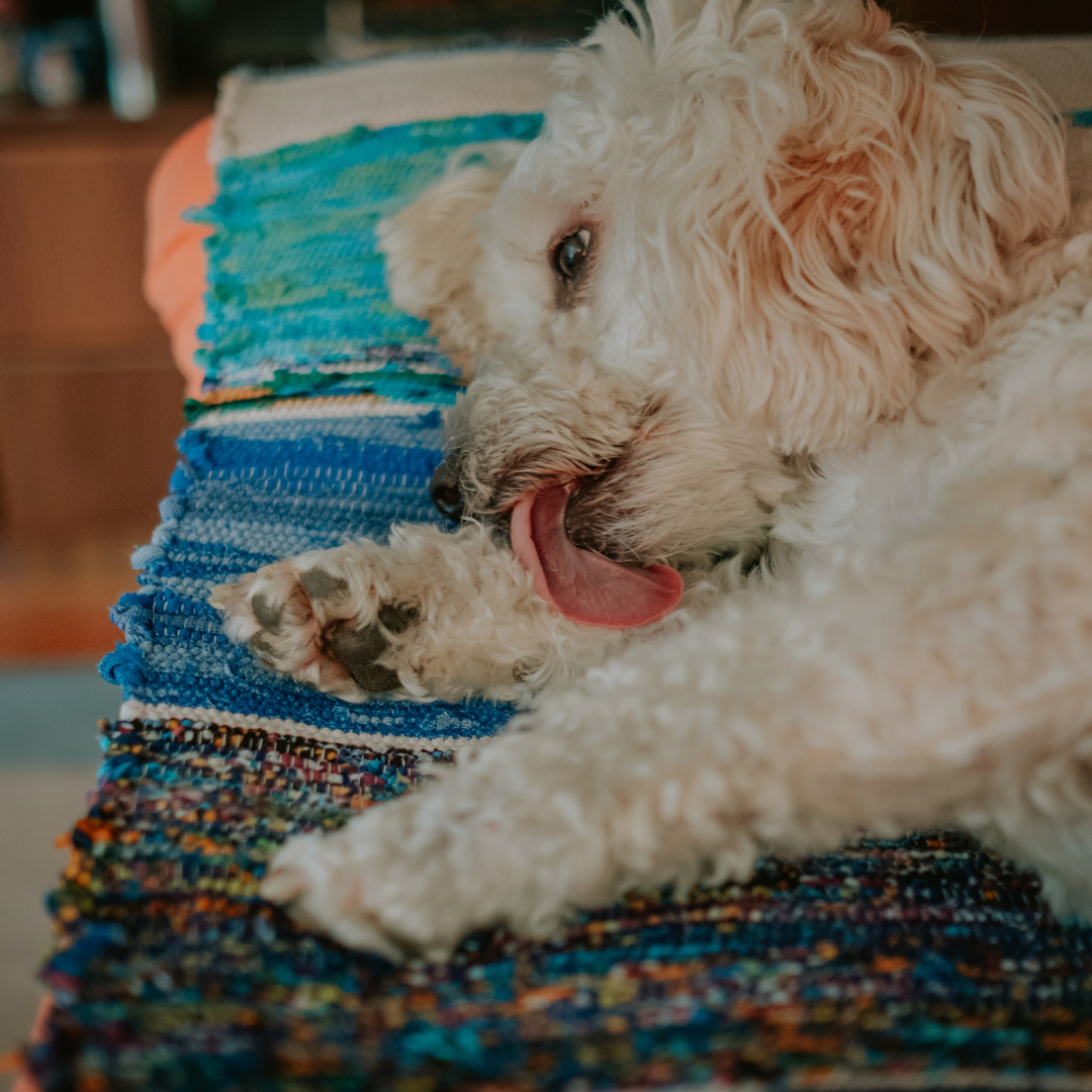 Can Cavoodles Get Seasonal Allergies? What You Need to Know