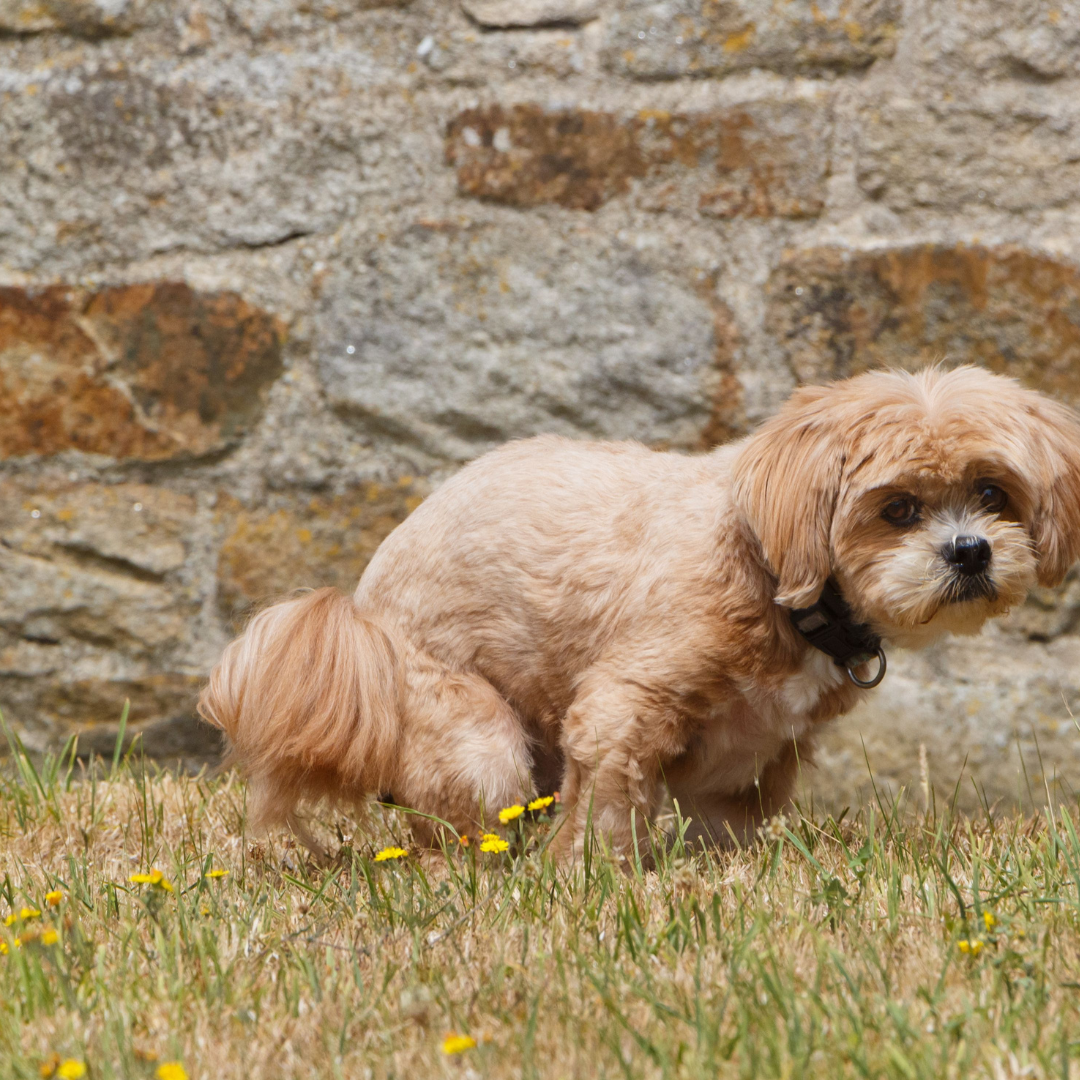 Let’s Talk Cavoodle Poop: What Your Dog’s Business is Telling You