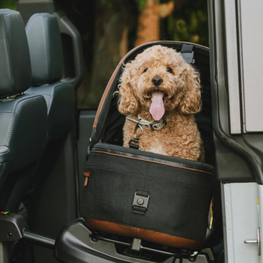 Cavoodles in Cars: A Fuss‑Free Guide to Aussie Road Rules
