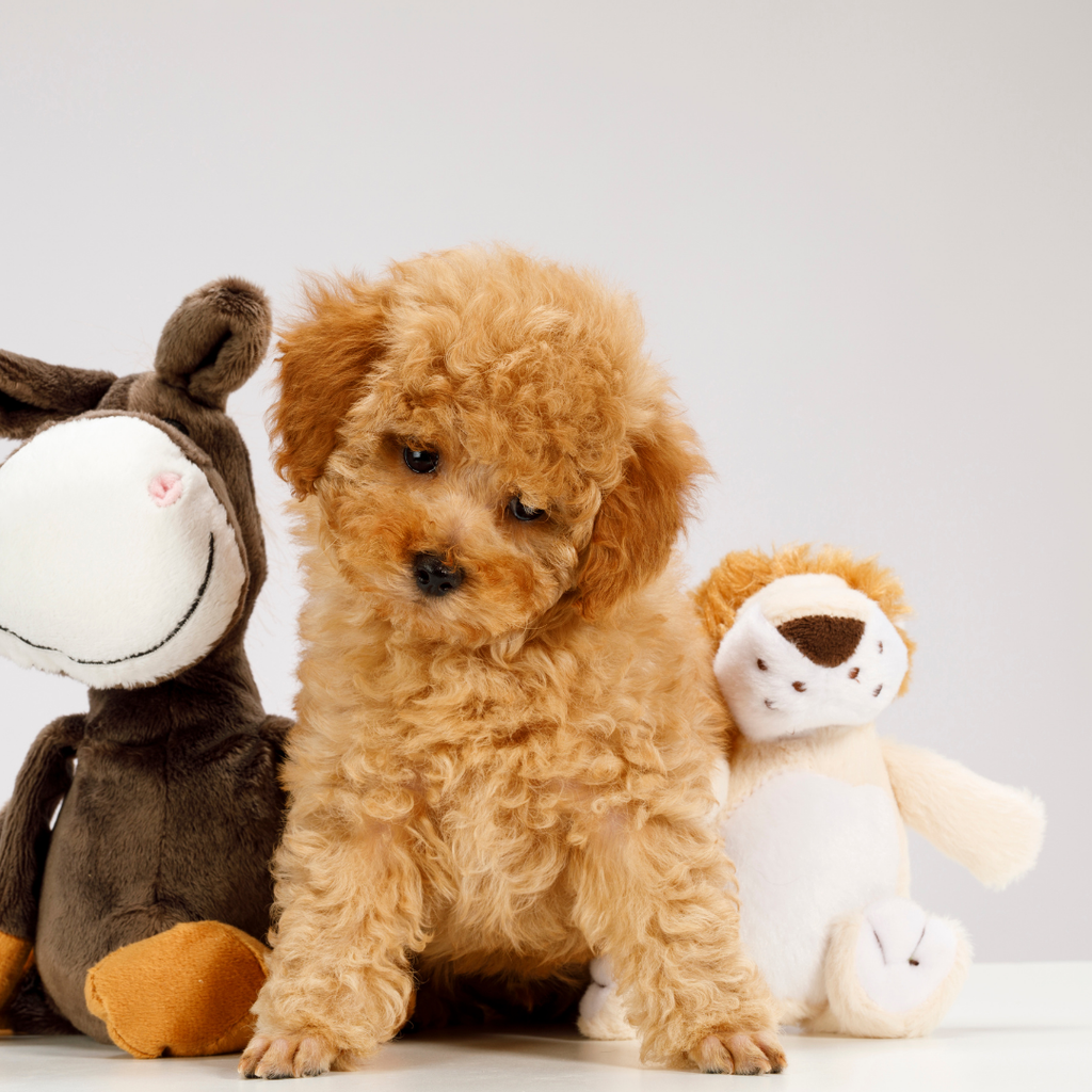 Why Eco-Friendly Toys Are the best Choice for Your Cavoodle
