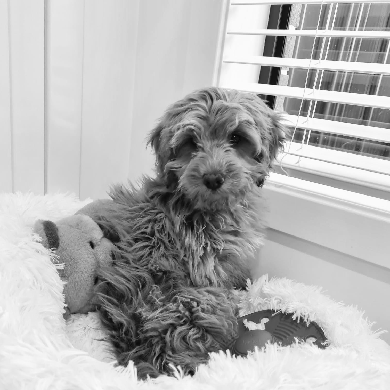 3 questions for you and your family to agree on before buying a cavoodle puppy