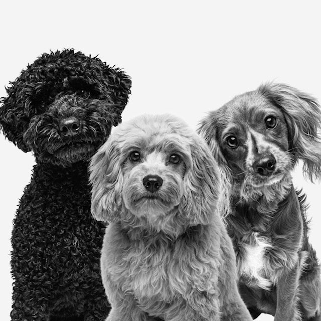 The 3 Types of Cavoodle Coats