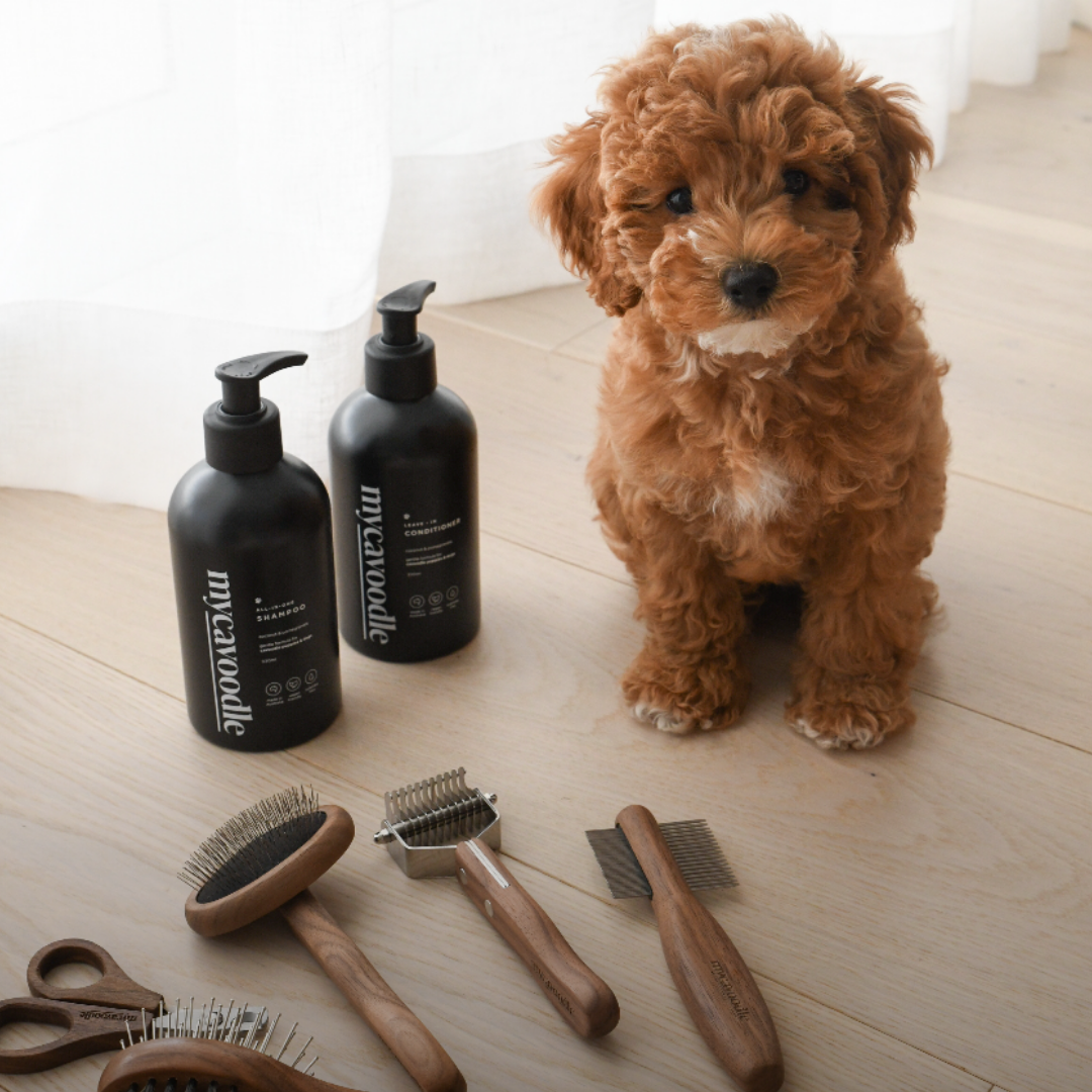 How Often Should You Groom a Cavoodle? A Simple Grooming Schedule Every Owner Can Follow