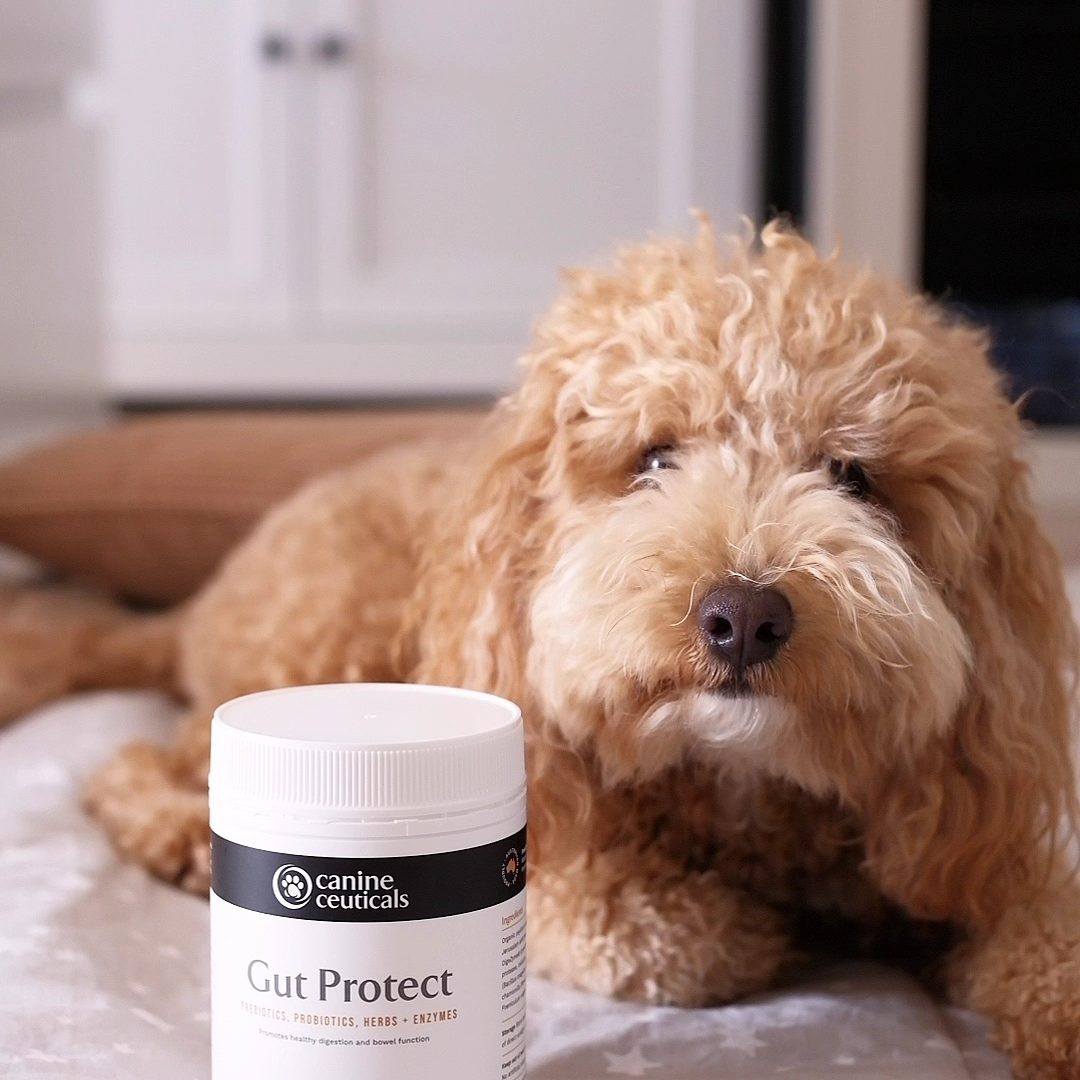 How the Gut Microbiome Affects Cavoodle Skin Health and Allergies