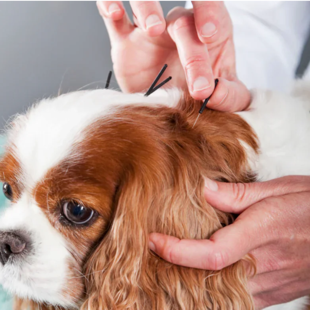 Beyond the Vet: Why Holistic Therapy Is Transforming Cavoodle Care