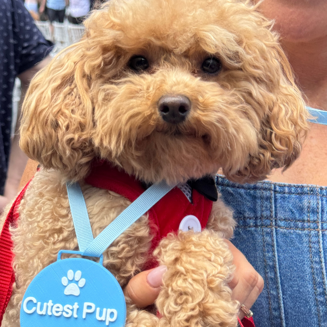 The Joy of Life With a Cavoodle: Small Moments, Big Responsibility