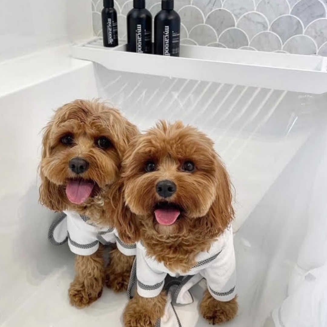 How Often Should You Bath a Cavoodle Without Drying Out Their Skin?