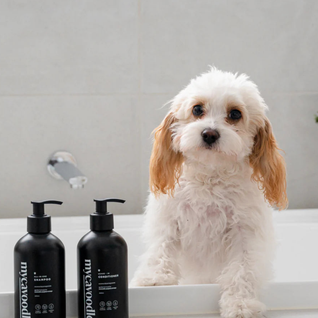 Are All Natural Shampoos for Cavoodles Really Better?