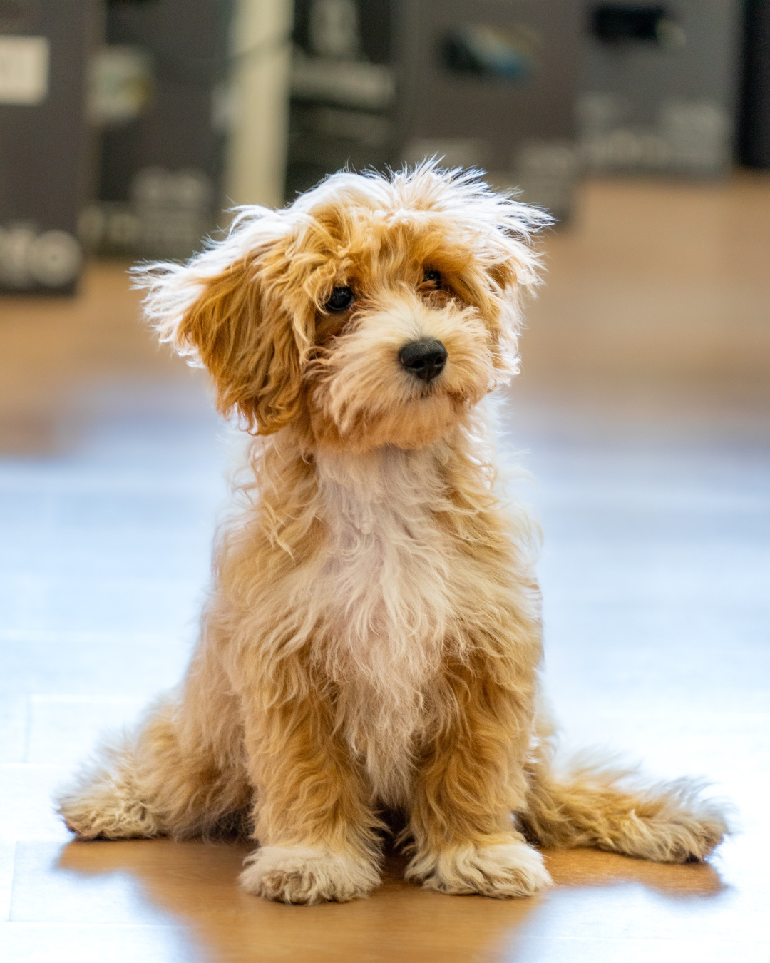 5 Products I Would Never Use on My Cavoodle (And What I Use Instead)