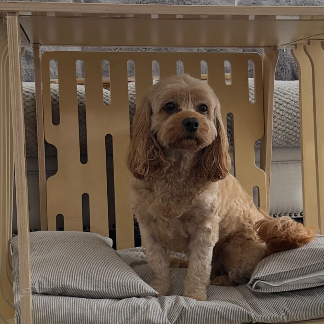 Crate Training Your Cavoodle: How to Create a Safe, Happy Space for Your Dog