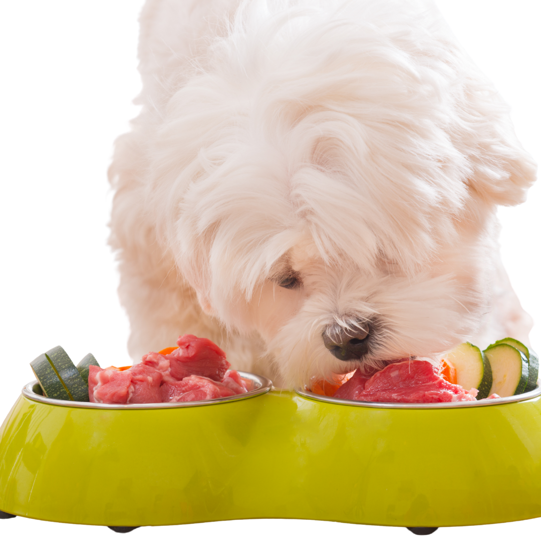 Is It OK to Feed Cavoodle Puppies a Raw Diet?