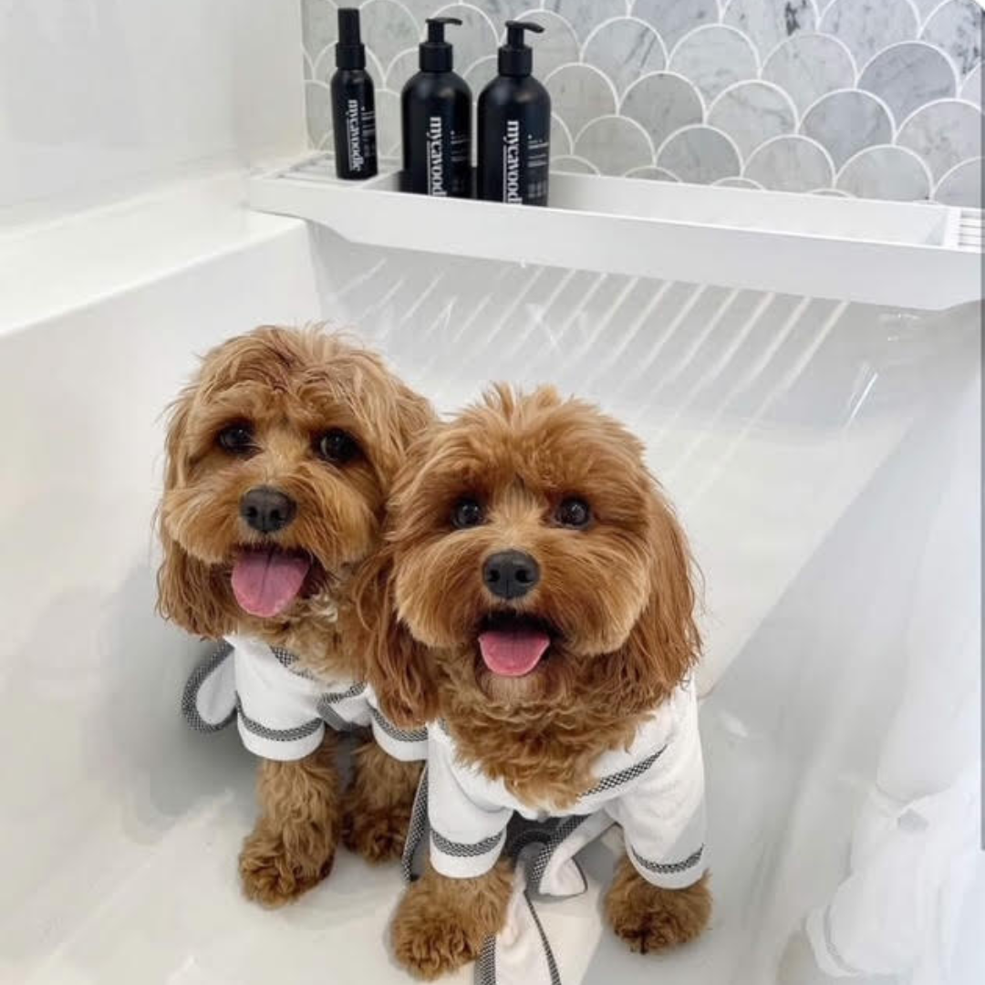 Why MyCavoodle Shampoo is the Best Choice for Your Cavoodle
