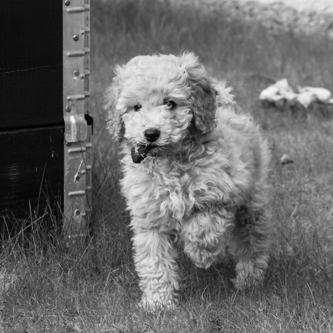 Why does my cavoodle eat its own poo?