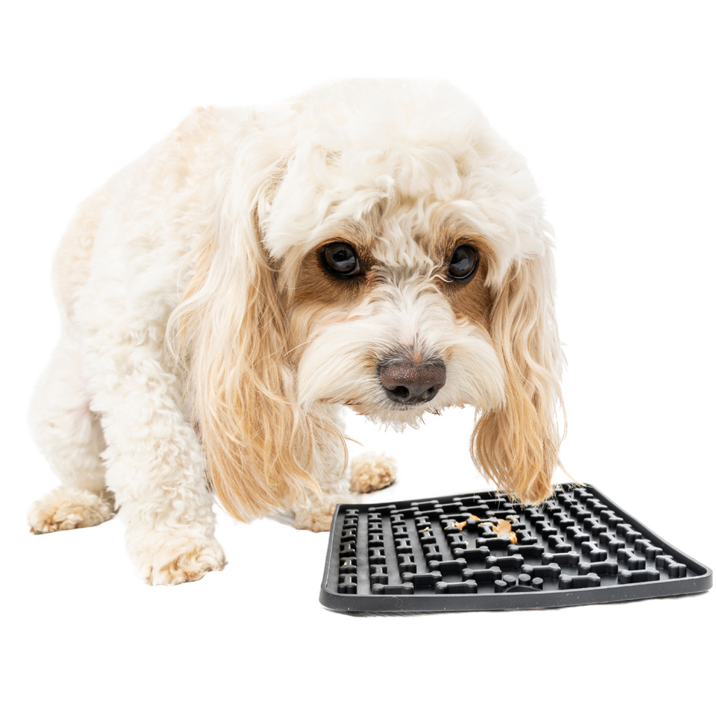 Is your cavoodle vomiting after meals?  Why a slow feeder or lickmat can help.